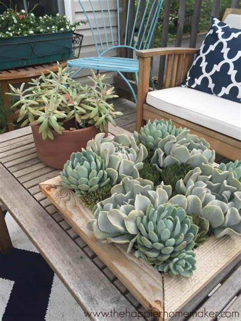 People want to know if the plants will overgrow their pots or take over their. How to Divide and Root Succulents | The Happier Homemaker