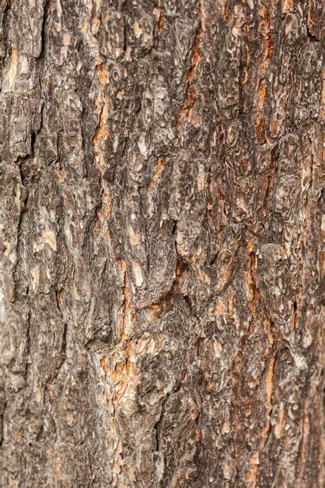 Bark Of Tree Pine Tree Bark Texture Aged And Dry Tree Bark Rough
