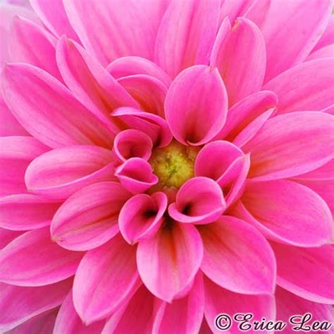 See more ideas about pink flowers, flowers, hot pink flowers. Hot Pink Flower Photography dahlia photo girl nursery wall
