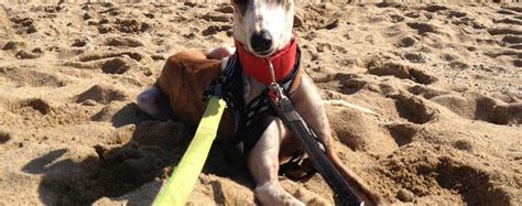 Se llama carmen y es la jefa de g3 Ibai - Asociación Galgas del Mar | Galgos en adopción.