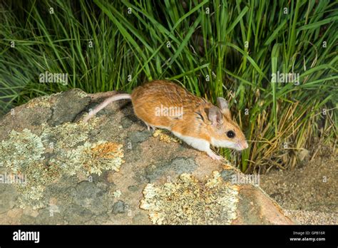 Northern Grasshopper Mouse Onychomys Leucogaster Tucson Pima County