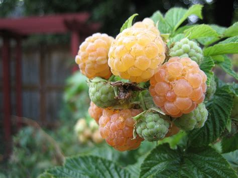 Raspberries — Falls Gold Produces Beautiful Golden Berries That Are