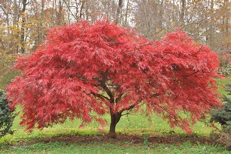How And When To Fertilize Japanese Maple Trees Gardeners Path