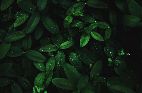 Download Wallpaper 4928x3264 Leaves Drops Dew Plant Moisture Dark