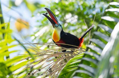The Colorful World Of Toucans Natures Feathered Marvels