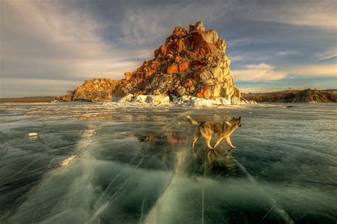 Baikal Dogs Russia Lake Ice Hd Wallpaper Rare Gallery