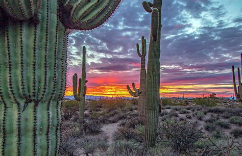 Beautiful Arizona Sunset With Saguaro Cactus In Background Photograph