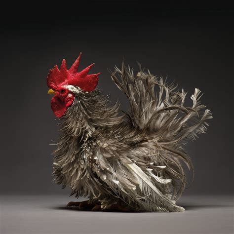 Eggs Factor Chickens Are The Stars In New Book Of Portraits In