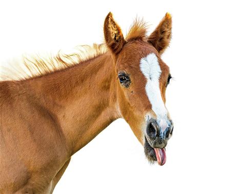 Funny Baby Horse Sticking Tongue Out Photograph By Good Focused Fine