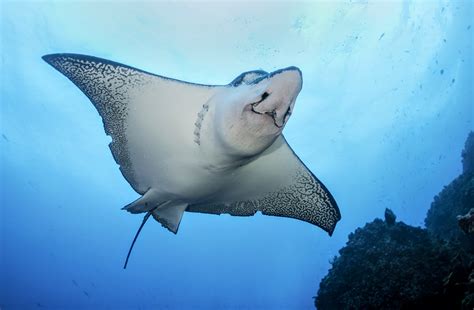 This Massive 26 Foot Manta Ray That Weighs 1000 Kgs Was Allegedly