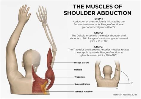 Muscles Of Shoulder Abductor Medical Imaging Technology