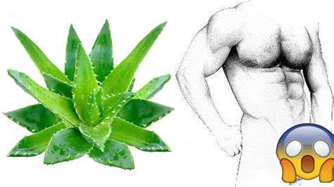 Crecera Como Loco Beneficios Del Aloe En El Pene Youtube