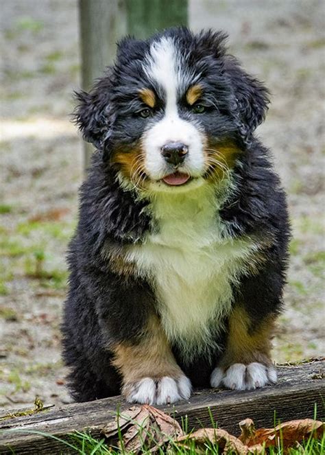New and used items, cars, real estate, jobs, services stunning purebread bernese mountain dog puppies with amazing temperaments just in time for christmas! Bernese Mountain Dog Puppy by Pelo Blanco Photo (With images) | Bernese mountain dog puppy, Dogs ...