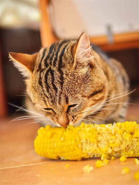 Can Cats Eat Corn Human Food For Cats · The Wildest