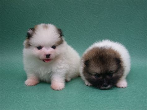 Cute Puppy Dogs Mini Pomeranian Puppie