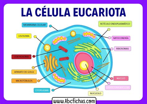 Mapa Mental De La Celula Partes De La Celula Celulas Eucariotas Udocz