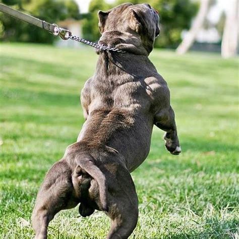 This breed is small, muscular, and has a hefty bone structure. 20 Dogs that Use Bully Max - Results You Have to See to ...