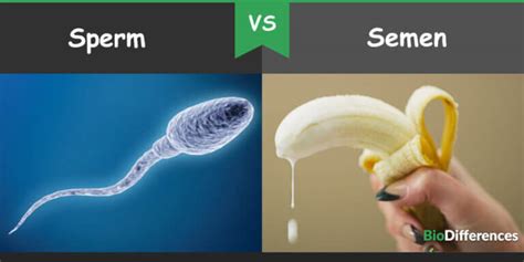 Difference Between Sperm And Semen Bio Differences