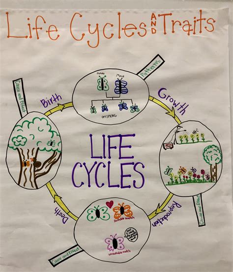Life Cycles And Traits — The Wonder Of Science
