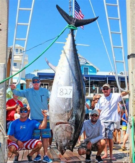 A Year Later An 827 Lb Bluefin Tuna Caught In Florida Is Touted As A