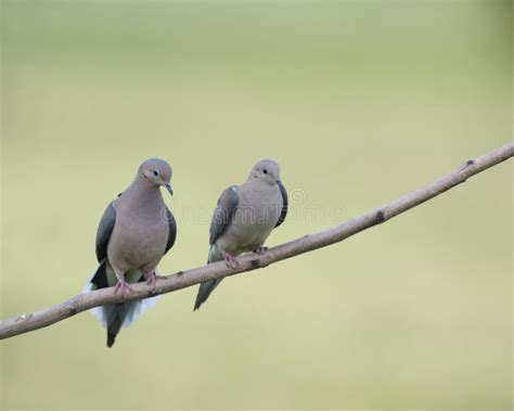 Mourning Doves Stock Photo Image Of Beak Greenery Blue 45218990