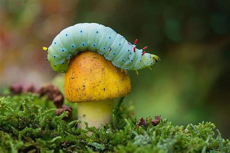 25 Photos Of Small Things In Nature That Will Shock You