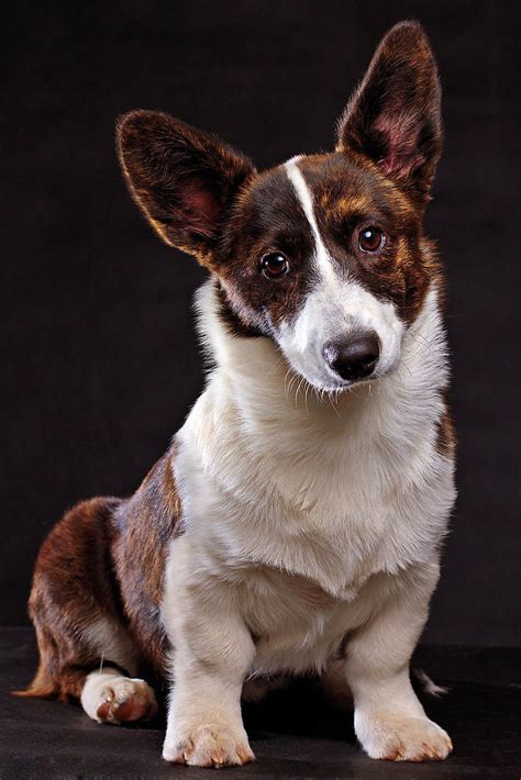 Both are strong, herding dogs. Cardigan Welsh Corgi dogs | cute puppy pictures | cute ...
