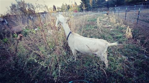 Goat Weed Control In The Garden Youtube