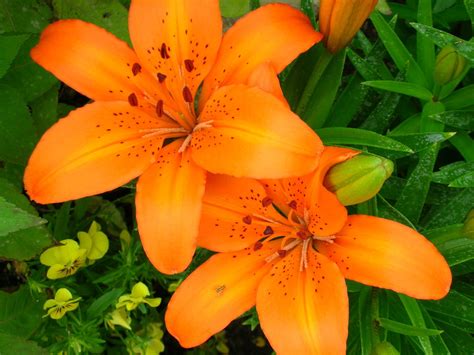 Tiger Lilies Free Photo Download Freeimages