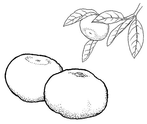 Mandarin coloring pages to download and print for free