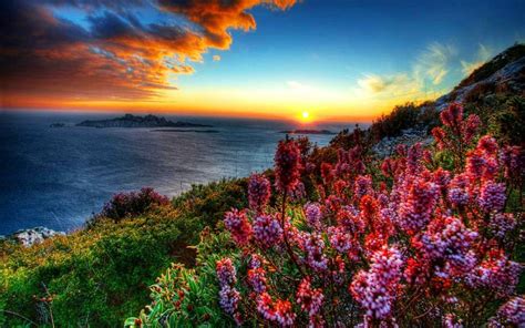 Flowers On The Coastline Hd Wallpaper Background Image 1920x1200