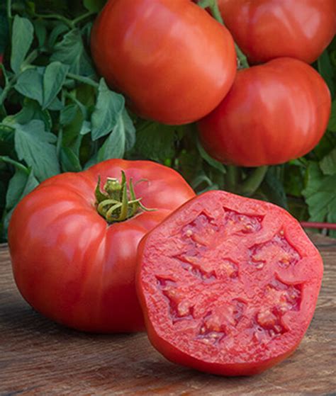 Tomato Seeds Bodacious Hybrid Seeds From Plants