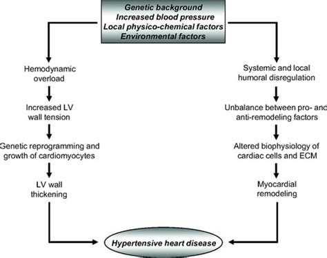 A Translational Approach To Hypertensive Heart Disease Hypertension