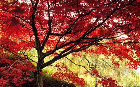 Red Leaves Tree Wallpapers High Quality Download Free