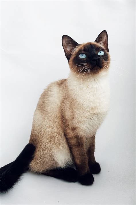 13 Most Popular Siamese Cat Colors I The Discerning Cat