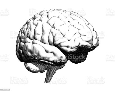 Ilustrasi Gambar Otak Manusia Di Bg Putih Ilustrasi Stok Unduh Gambar Sekarang Anatomi Otak