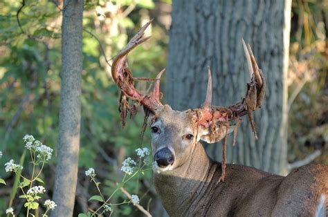 10 Awesome Photos Of Deer Shedding Their Velvet ⋆ Outdoor Enthusiast