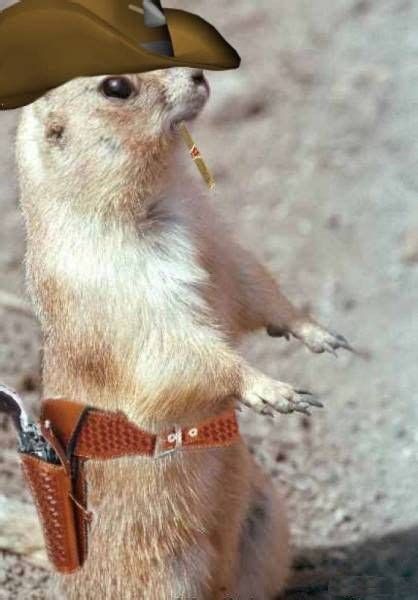 Animals With Guns Funny Pet Wallpapers Funny Animals With Guns