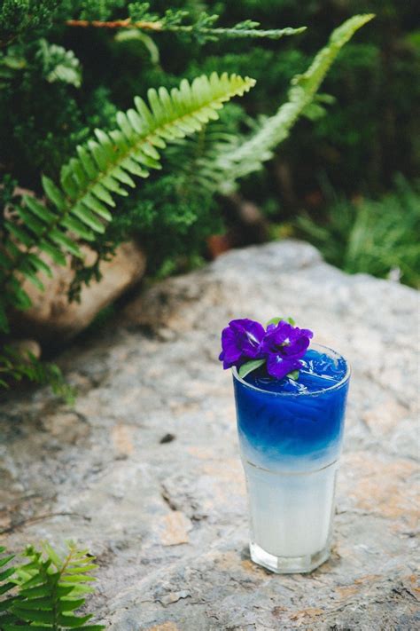 Butterfly Pea Tea With Ice Butterfly Pea Tea Butterfly Pea Great