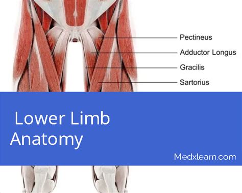 Gross Anatomy Of The Lower Limb Premium Course Medxlearn