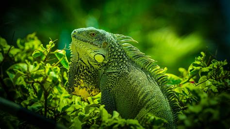 Download Wallpaper 3840x2160 Iguana Reptile Lizard Green Grass 4k