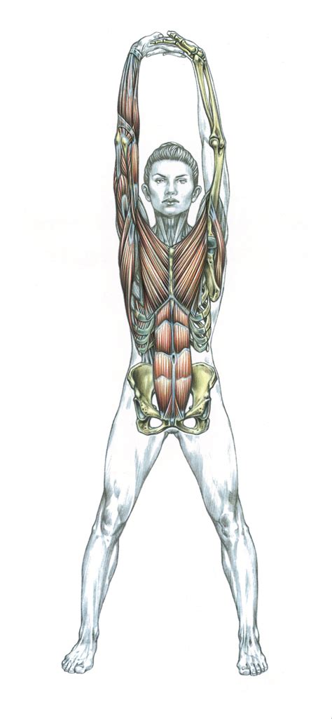 Pin on Frederic Delavier/Strength Training Anatomy