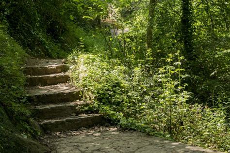 Stone Stairs In Forest Stock Image Image Of Stone Stairs 169898225