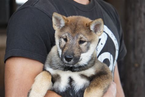 The Nihon Ken Available Shikoku Pups