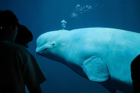 All What You Need To Know About Belugas Yodoozy