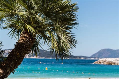 Palm Trees In French Riviera Stock Photo Image Of Blue Tropical
