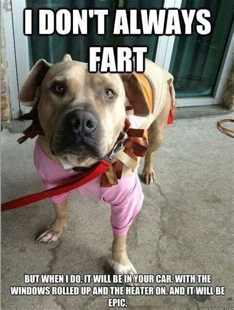 Dog Farts Funny Dog Memes Funny Animal Memes Funny Dogs Funny