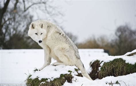 A White Wolf Standing On Top Of A Pile Of Grass Covered In Snow Next To Trees