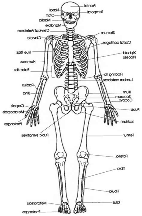 Human Bone Anatomy Drawing 8 Best Skulls Images On Pinterest Bones