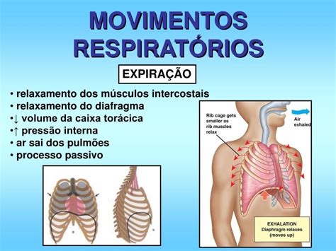Ausência De Movimento Respiratório